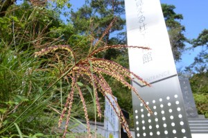 20150927ススキの花　雄花と雌花 (2)